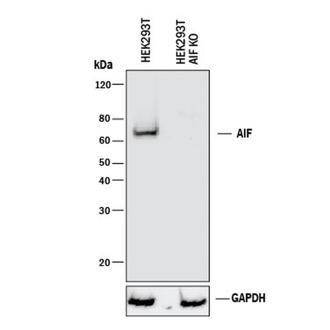 AIF Antibody in Western Blot (WB)