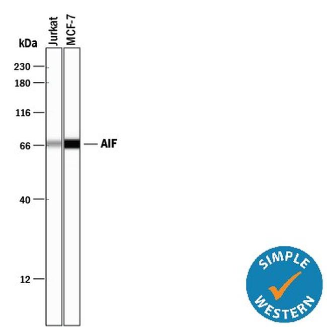 AIF Antibody in Western Blot (WB)