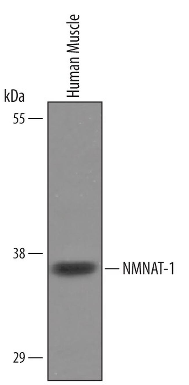 NMNAT1 Antibody in Western Blot (WB)