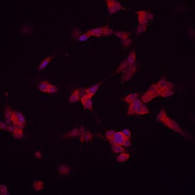 Draxin Antibody in Immunocytochemistry (ICC/IF)