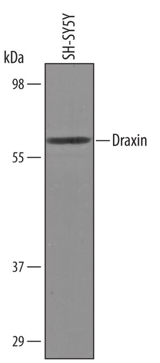 Draxin Antibody in Western Blot (WB)