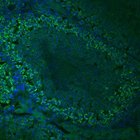 TDRKH Antibody in Immunohistochemistry (Frozen) (IHC (F))