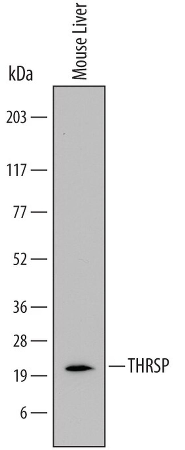 THRSP Antibody in Western Blot (WB)