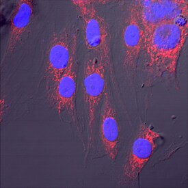 AIF Antibody in Immunocytochemistry (ICC/IF)