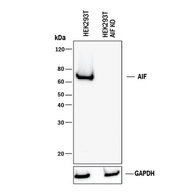 AIF Antibody in Western Blot (WB)