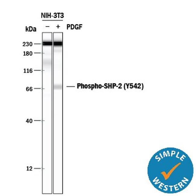 Phospho-SHP2 (Tyr542) Antibody in Western Blot (WB)