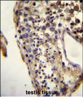 ECAT1 Antibody in Immunohistochemistry (Paraffin) (IHC (P))