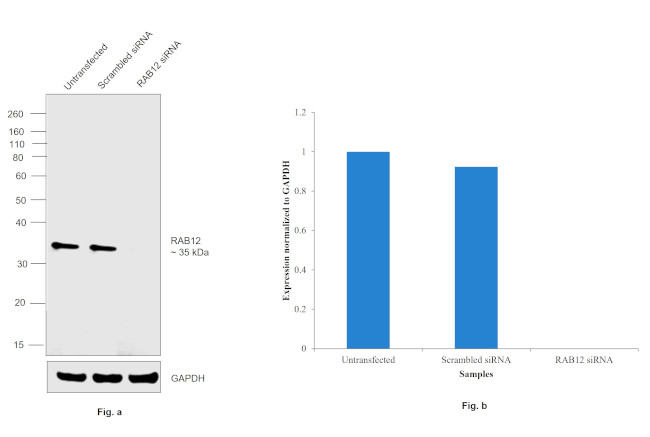 RAB12 Antibody