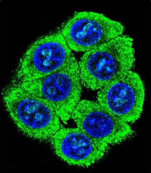 PATL2 Antibody in Immunocytochemistry (ICC/IF)