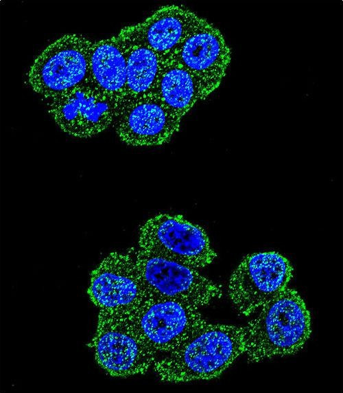 UQCRFS1 Antibody in Immunocytochemistry (ICC/IF)