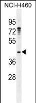 GAS1 Antibody in Western Blot (WB)