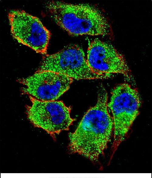 Naked2 Antibody in Immunocytochemistry (ICC/IF)