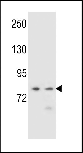 PCDHA9 Antibody in Western Blot (WB)