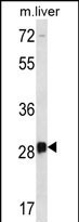 DRGX Antibody in Western Blot (WB)