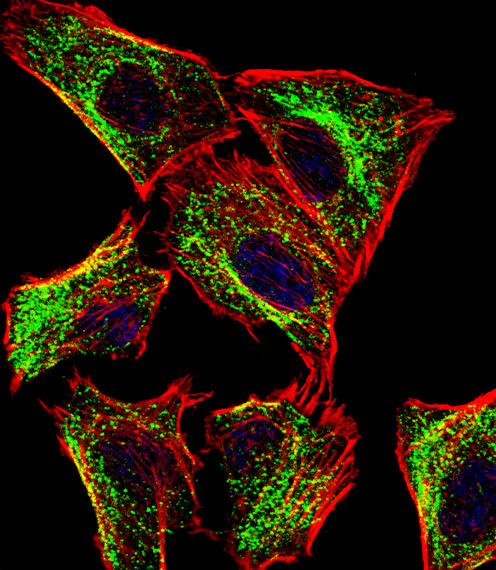 ATP5J Antibody in Immunocytochemistry (ICC/IF)