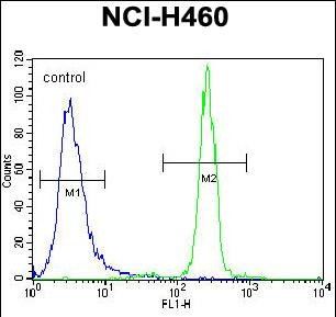 XYLT1 Antibody in Flow Cytometry (Flow)