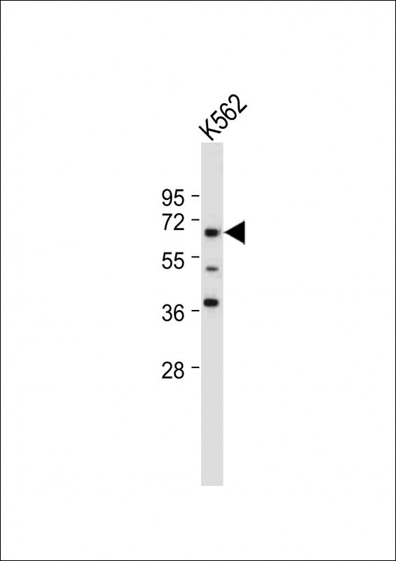 ENOX2 Antibody in Western Blot (WB)