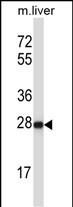 HELT Antibody in Western Blot (WB)