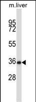 NEK6 Antibody in Western Blot (WB)