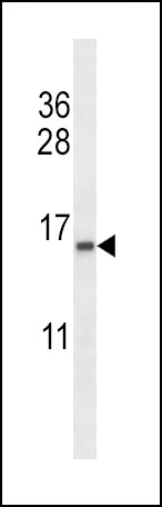 TCEB2 Antibody in Western Blot (WB)