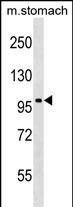 JIK Antibody in Western Blot (WB)