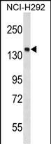 PTPN23 Antibody in Western Blot (WB)