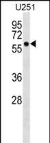 BTN3A3 Antibody in Western Blot (WB)