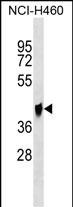 QPCTL Antibody in Western Blot (WB)