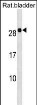 HOXB7 Antibody in Western Blot (WB)