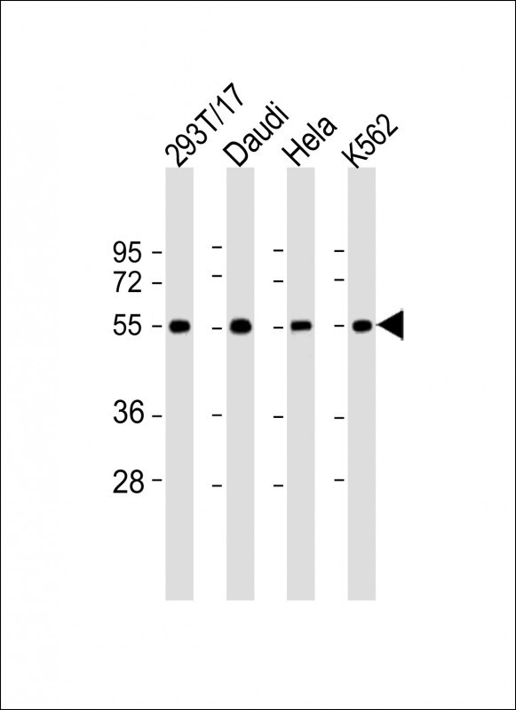 B7-H6 Antibody in Western Blot (WB)