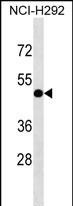 INTS4L1 Antibody in Western Blot (WB)