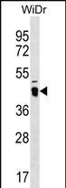 ATAD3C Antibody in Western Blot (WB)