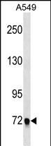 EPB41L5 Antibody in Western Blot (WB)