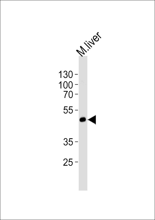 SHB Antibody in Western Blot (WB)