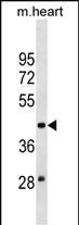 MOCS3 Antibody in Western Blot (WB)