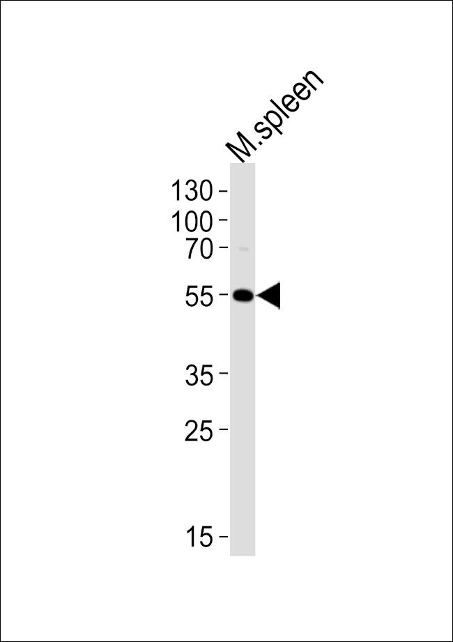 Lrmp Antibody in Western Blot (WB)