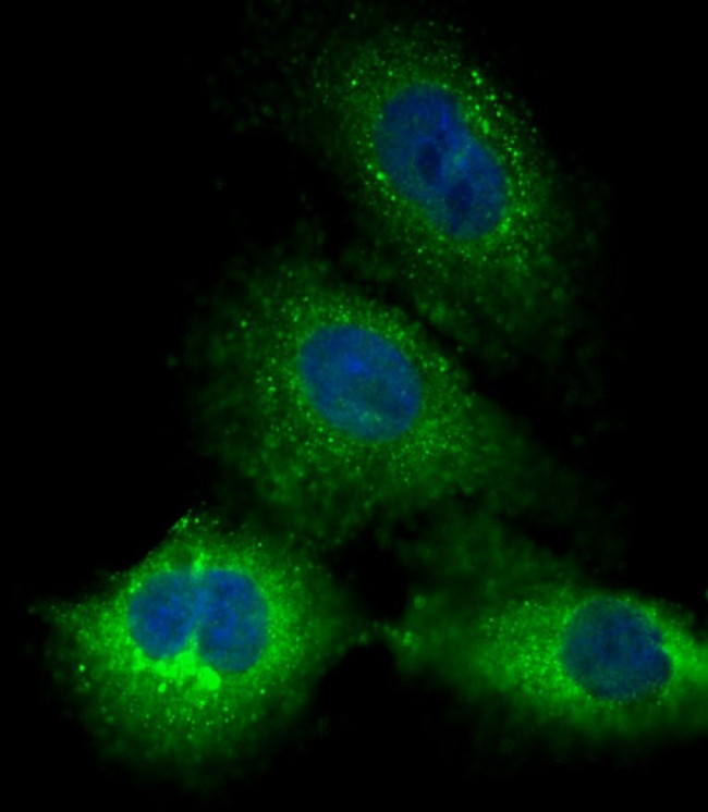 PRSSL1 Antibody in Immunocytochemistry (ICC/IF)