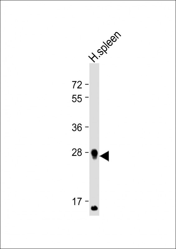 PRSSL1 Antibody in Western Blot (WB)