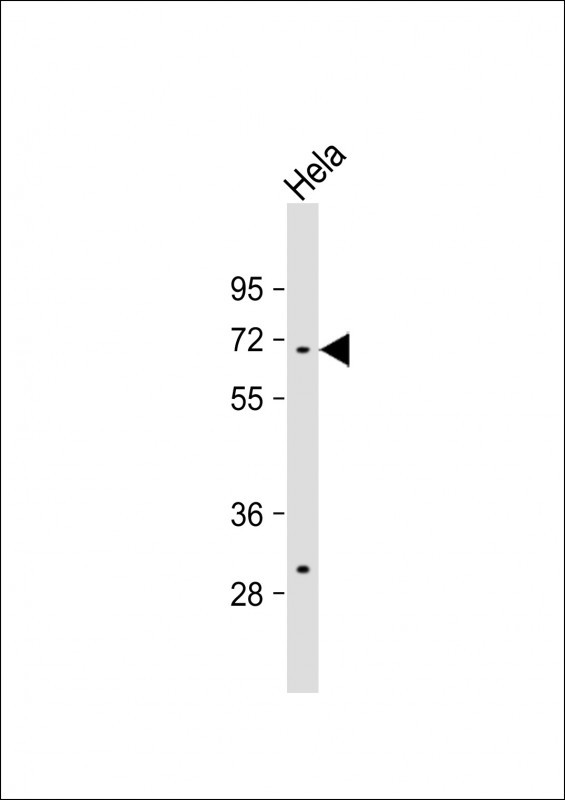 TAF1B Antibody in Western Blot (WB)