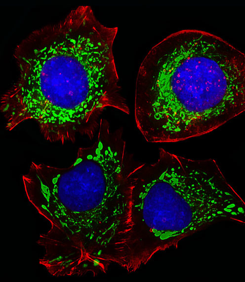 Adenylate Kinase 4 Antibody in Immunocytochemistry (ICC/IF)