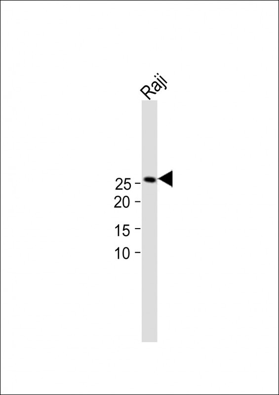 Adenylate Kinase 4 Antibody in Western Blot (WB)