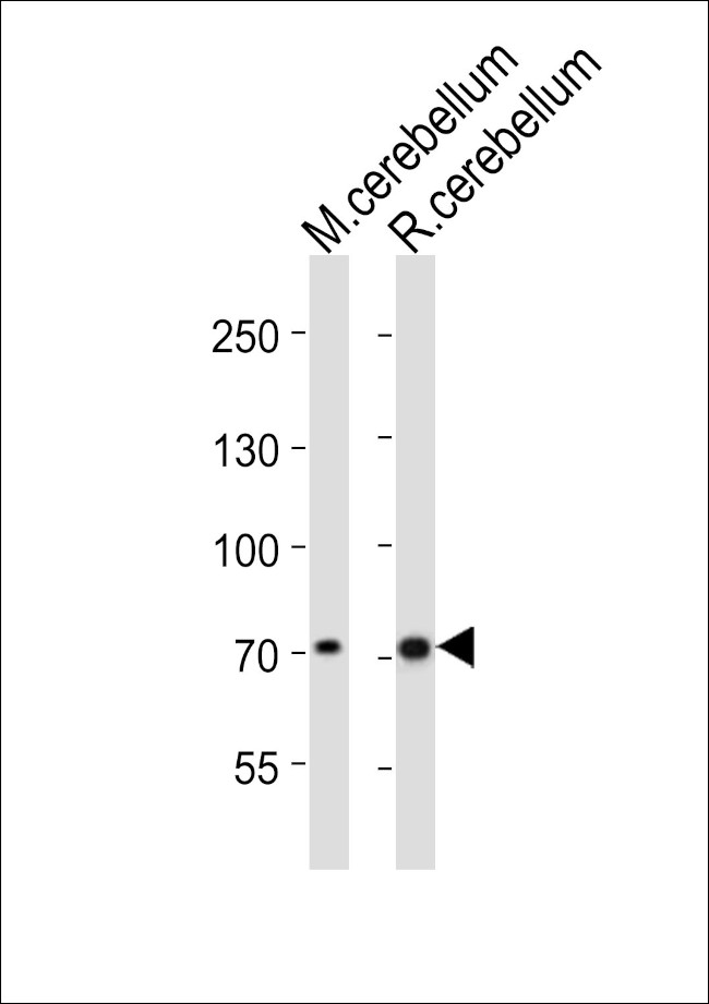 LEO1 Antibody in Western Blot (WB)