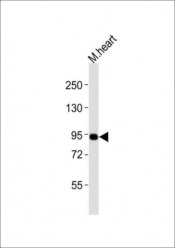 UHRF1 Antibody in Western Blot (WB)