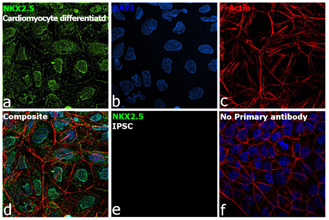 Nkx2.5 Antibody in Immunocytochemistry (ICC/IF)