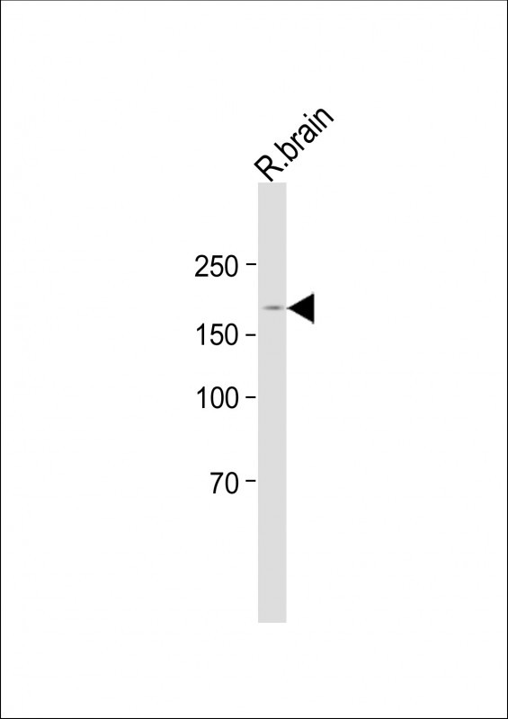 BZRAP1 Antibody in Western Blot (WB)