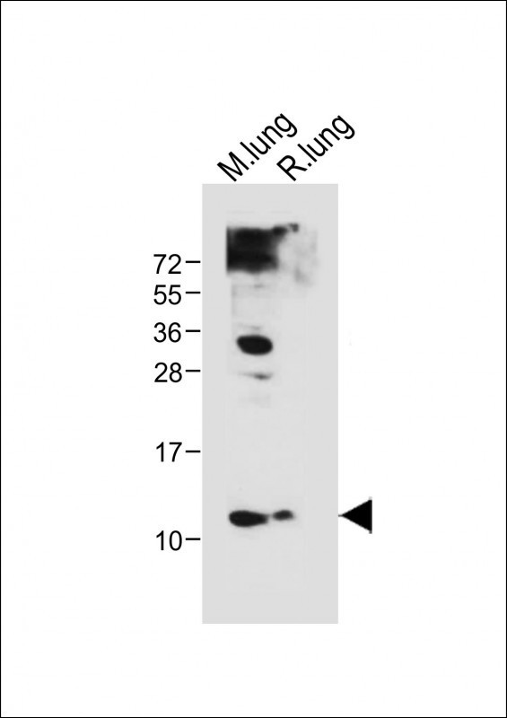 Hopx Antibody in Western Blot (WB)