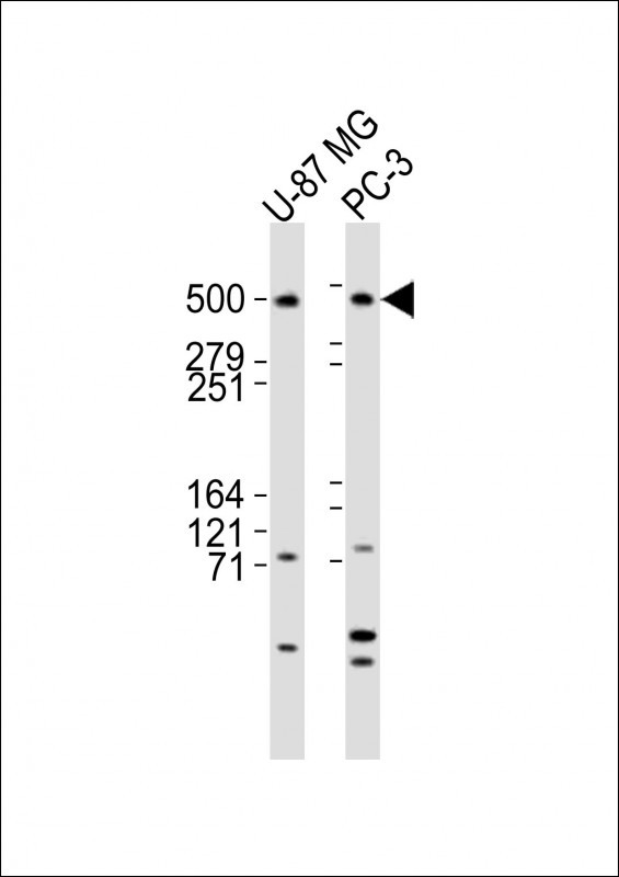 DYNC1H1 Antibody in Western Blot (WB)