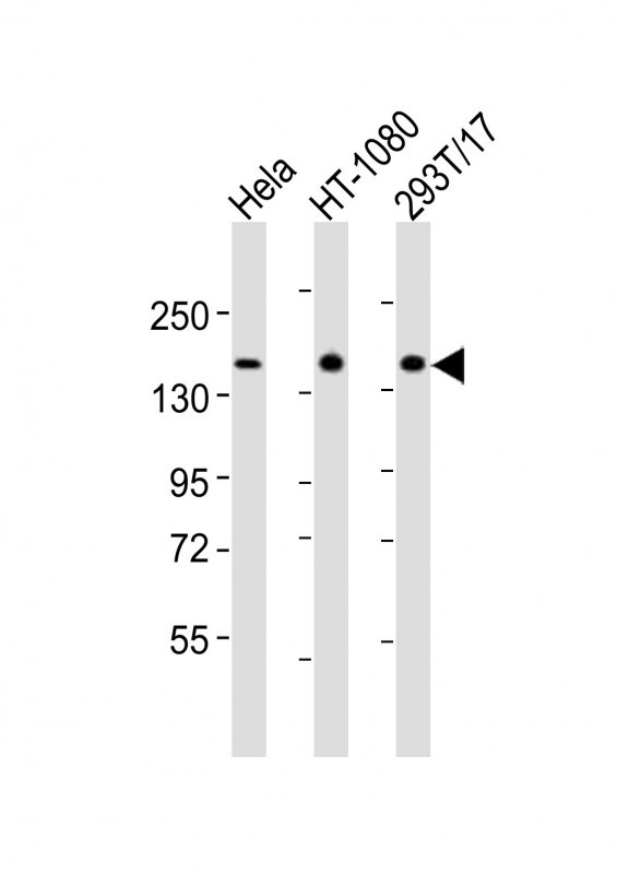 RAPGEF2 Antibody in Western Blot (WB)