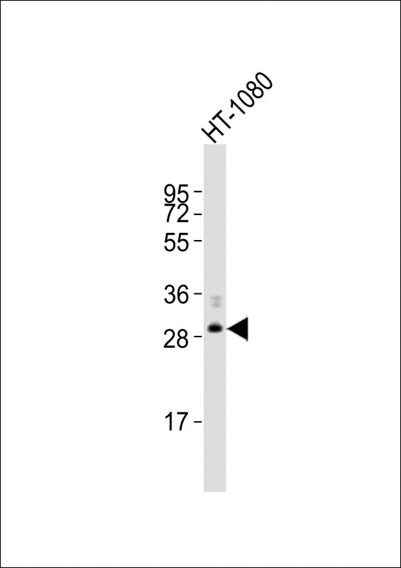 FBXO45 Antibody in Western Blot (WB)