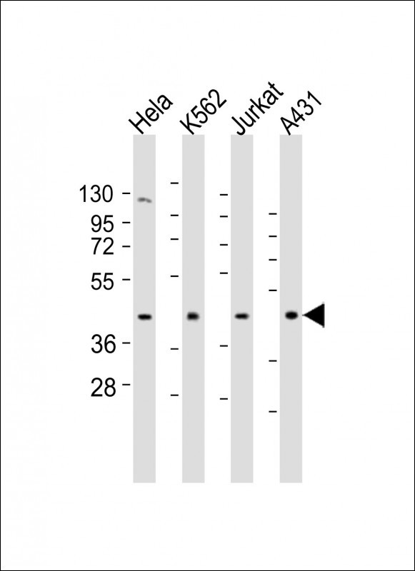 RBMX Antibody in Western Blot (WB)